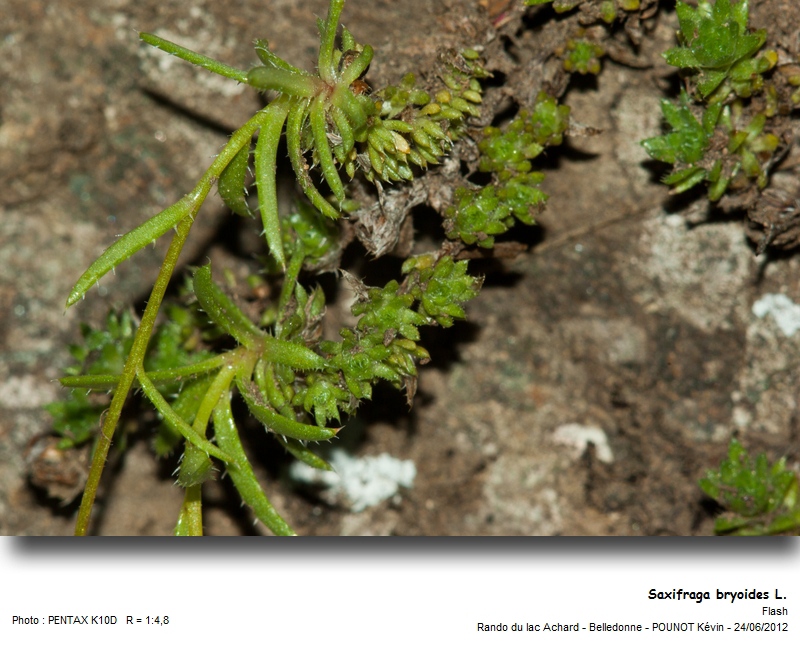 Saxifraga bryoides L. #27551