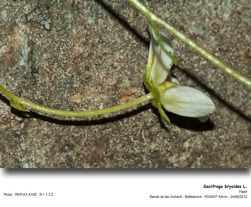 Saxifraga bryoides L. #27549