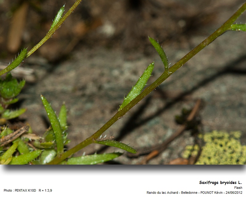 Saxifraga bryoides L. #27550