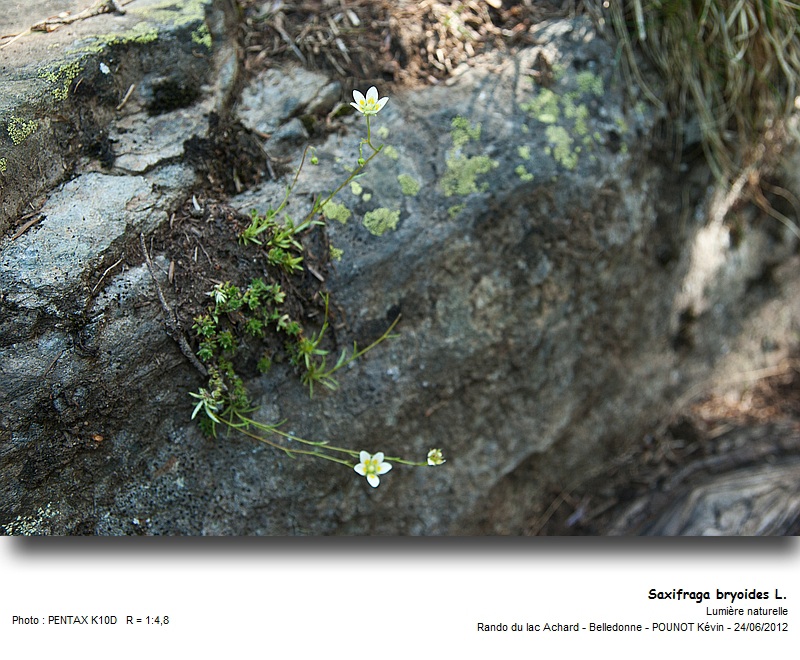 Saxifraga bryoides L. #27547