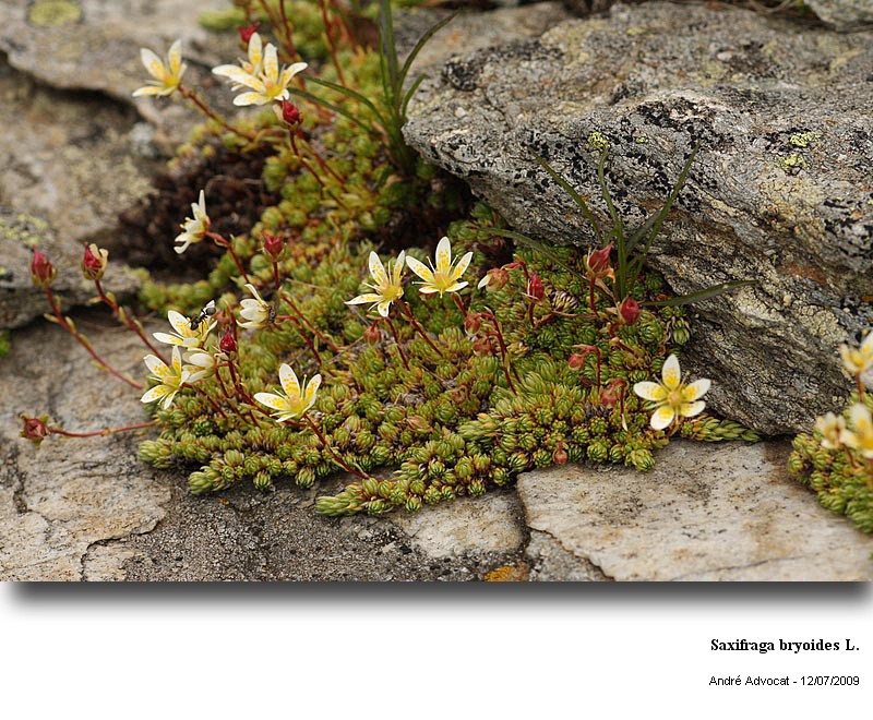 Saxifraga bryoides L. #11615