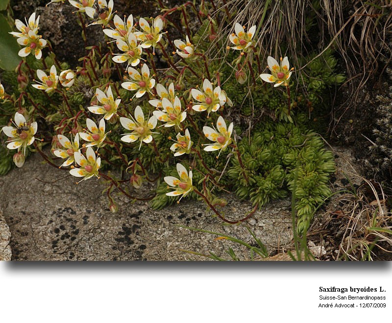 Saxifraga bryoides L. #11613