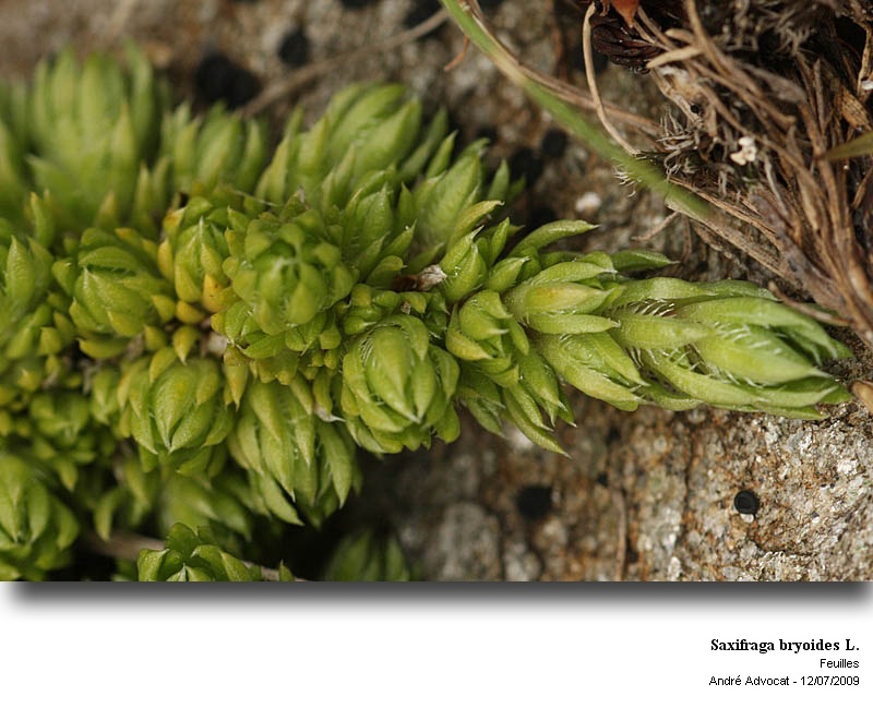 Saxifraga bryoides L. #11614