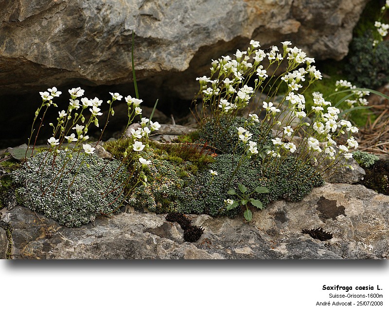 Saxifraga caesia L. (Casse pierre bleuâtre) #5155