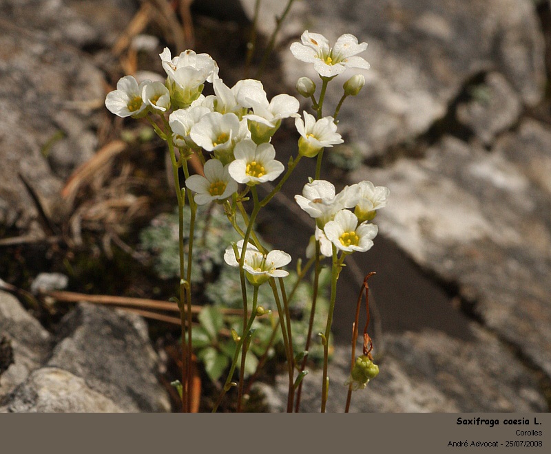 Saxifraga caesia L. (Casse pierre bleuâtre) #5157