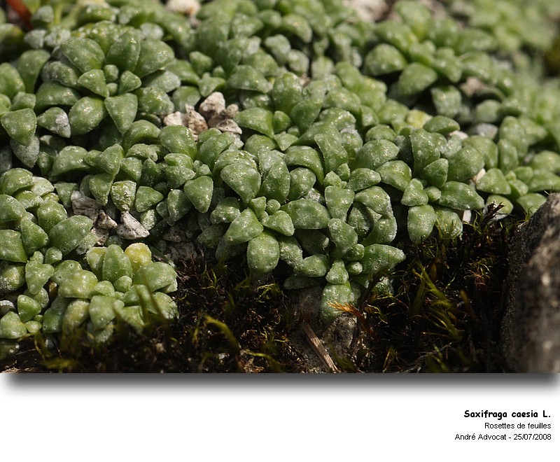 Saxifraga caesia L. (Casse pierre bleuâtre) #5156