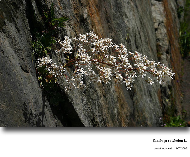Saxifraga cotyledon L. #73175