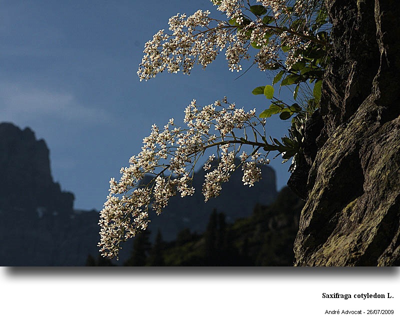 Saxifraga cotyledon L. #73174