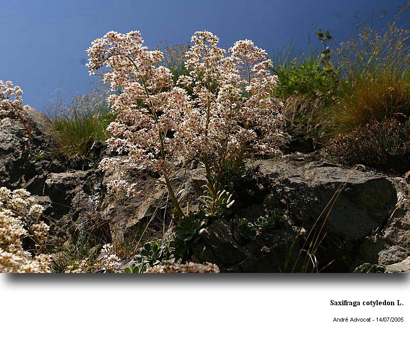 Saxifraga cotyledon L. #11765