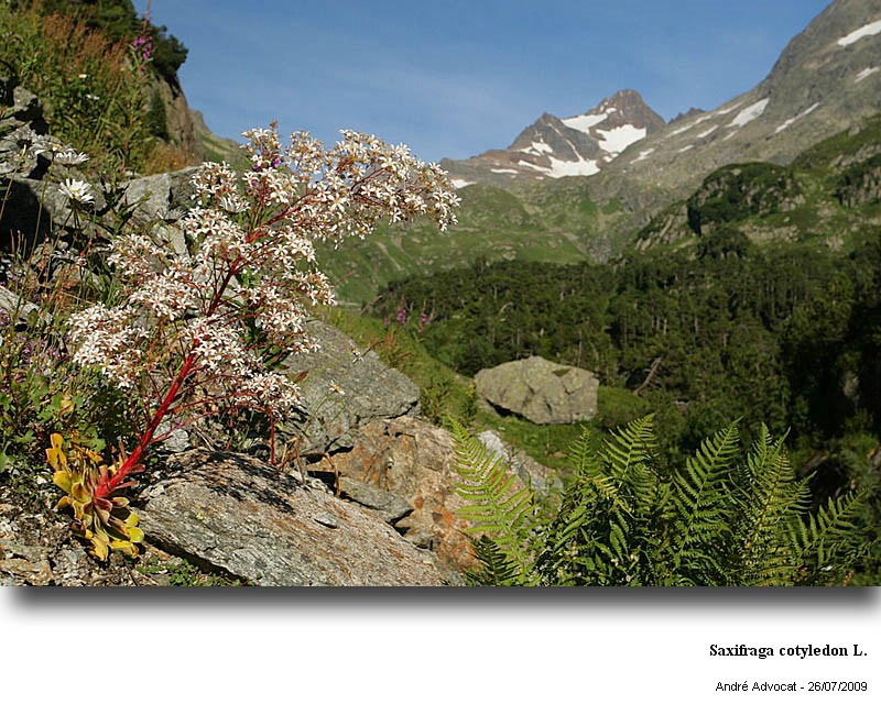 Saxifraga cotyledon L. #11763