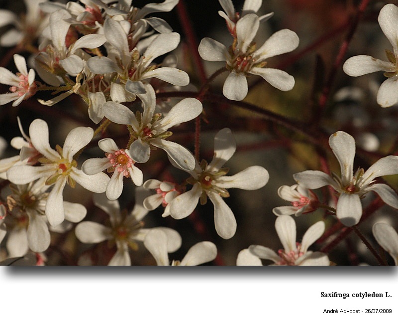 Saxifraga cotyledon L. #73172