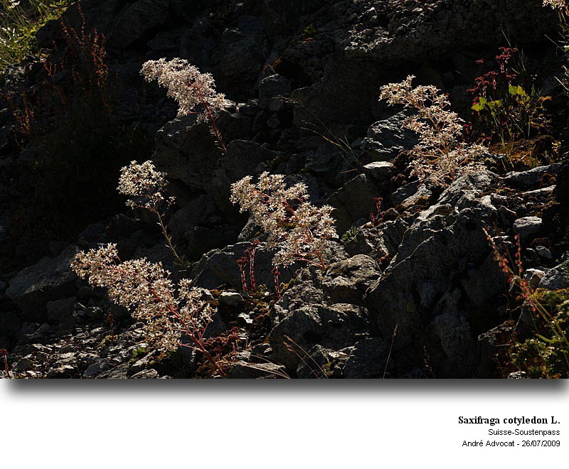 Saxifraga cotyledon L. #11762