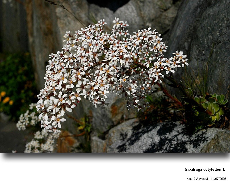 Saxifraga cotyledon L. #11766