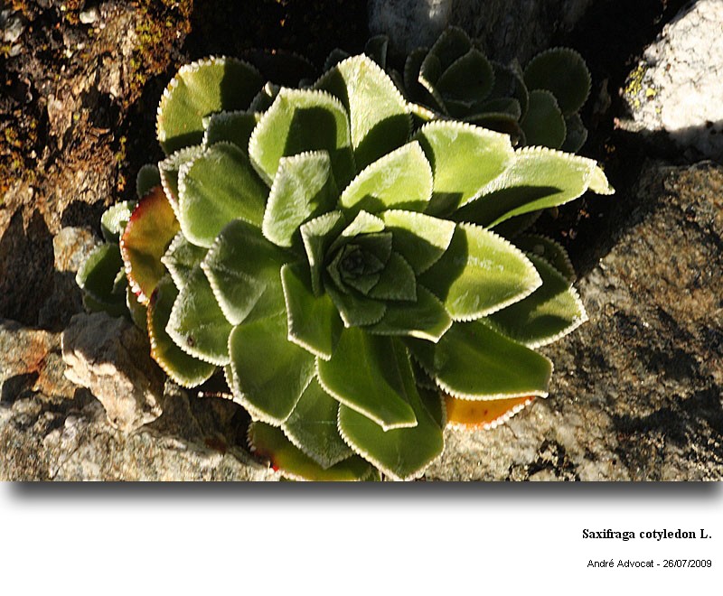 Saxifraga cotyledon L. #11764