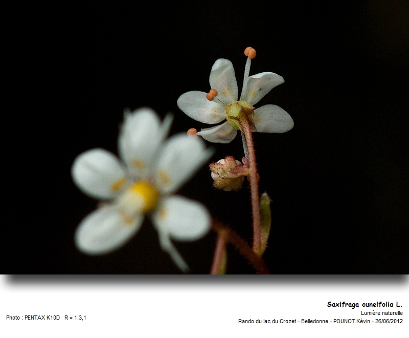 Saxifraga cuneifolia L. - Désespoir du peintre #27579