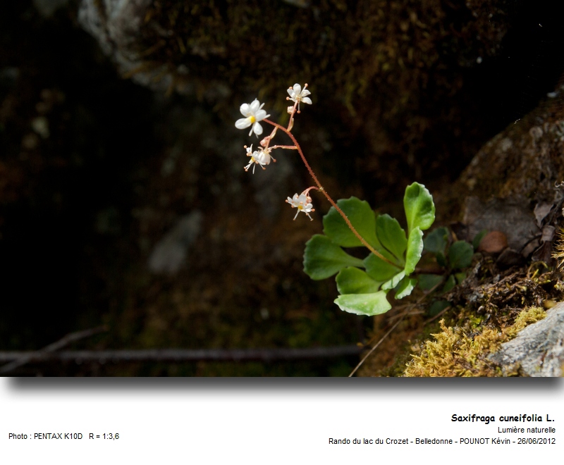 Saxifraga cuneifolia L. - Désespoir du peintre #27575