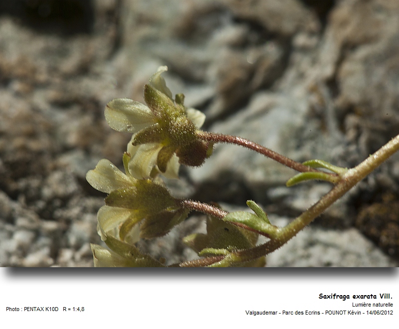 Saxifraga exarata Vill. - Saxifrage sillonnée #27405