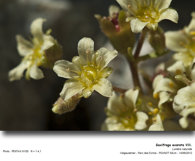 Saxifraga exarata Vill. - Saxifrage sillonnée #27403