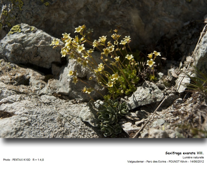 Saxifraga exarata Vill. - Saxifrage sillonnée #27401