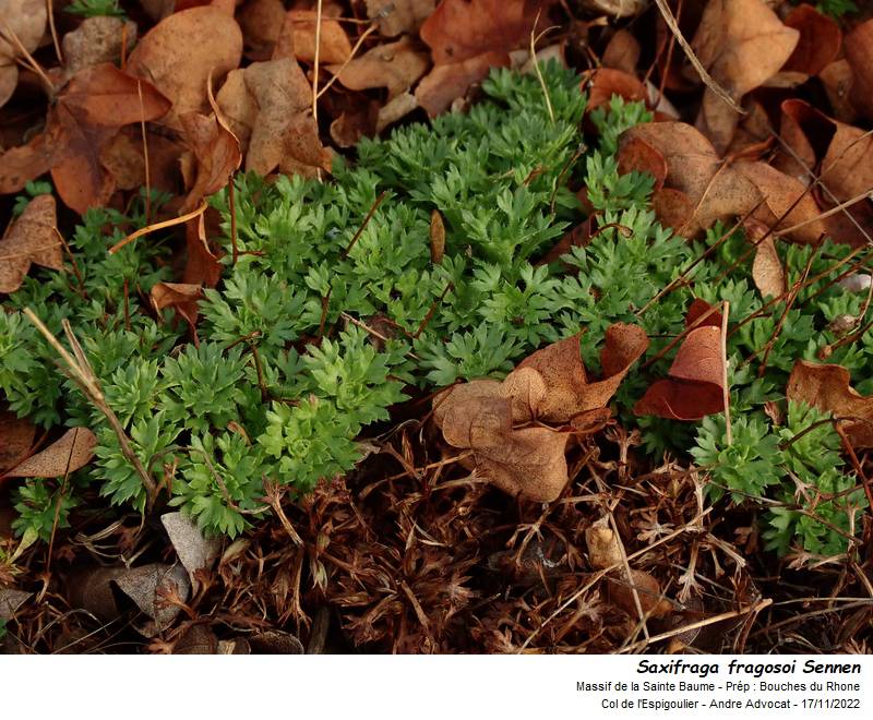 Saxifraga fragosoi  Sennen #72984
