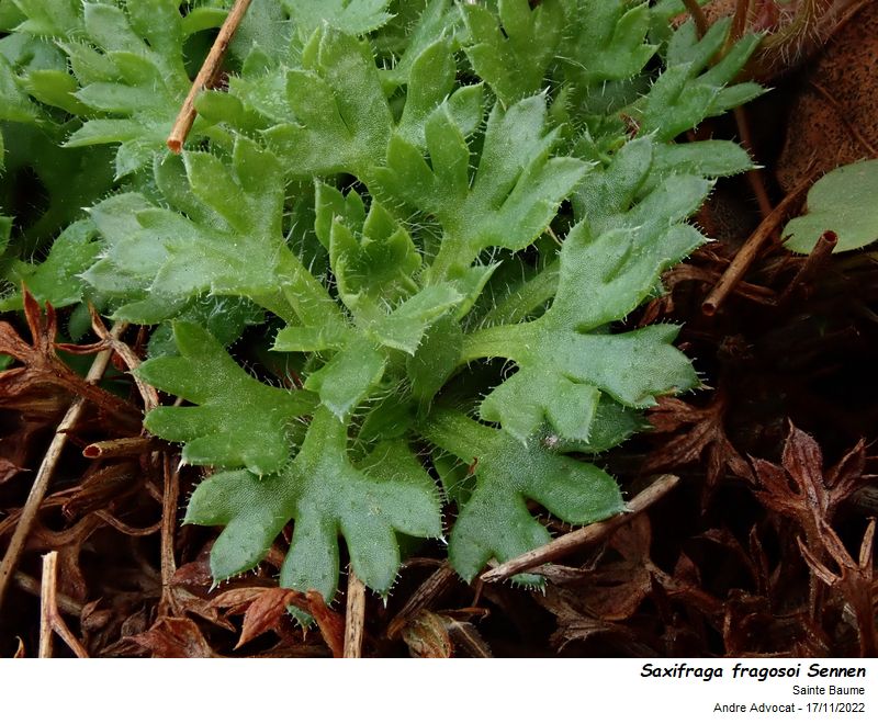Saxifraga fragosoi  Sennen #72985