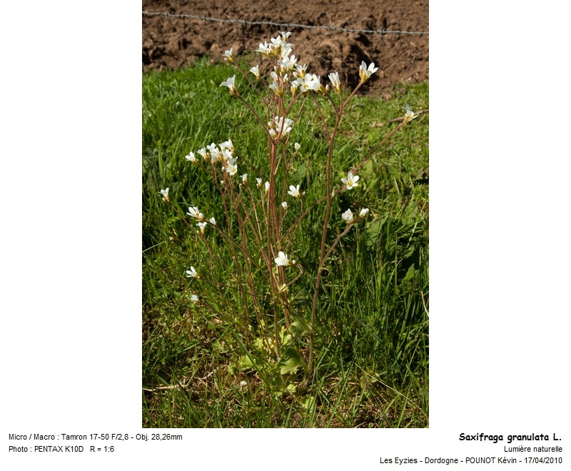 Saxifraga granulata L. - Saxifrage à bulbilles #15653