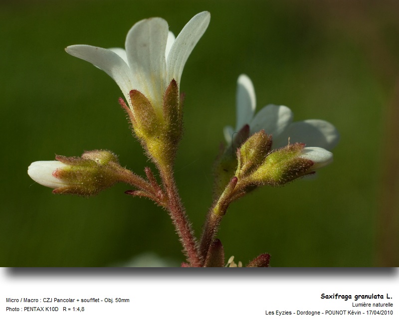 Saxifraga granulata L. - Saxifrage à bulbilles #15656
