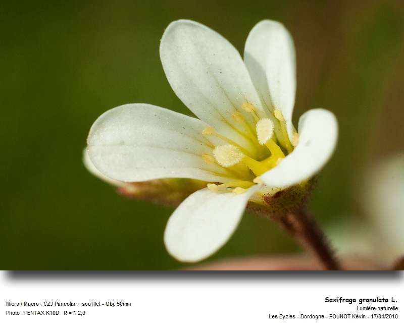 Saxifraga granulata L. - Saxifrage à bulbilles #15655