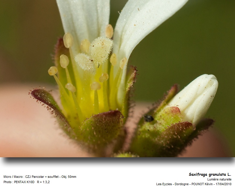 Saxifraga granulata L. - Saxifrage à bulbilles #15657