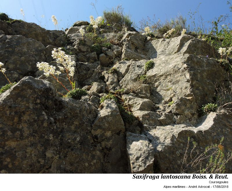 Saxifraga lantoscana Boiss.&Reut. #55333