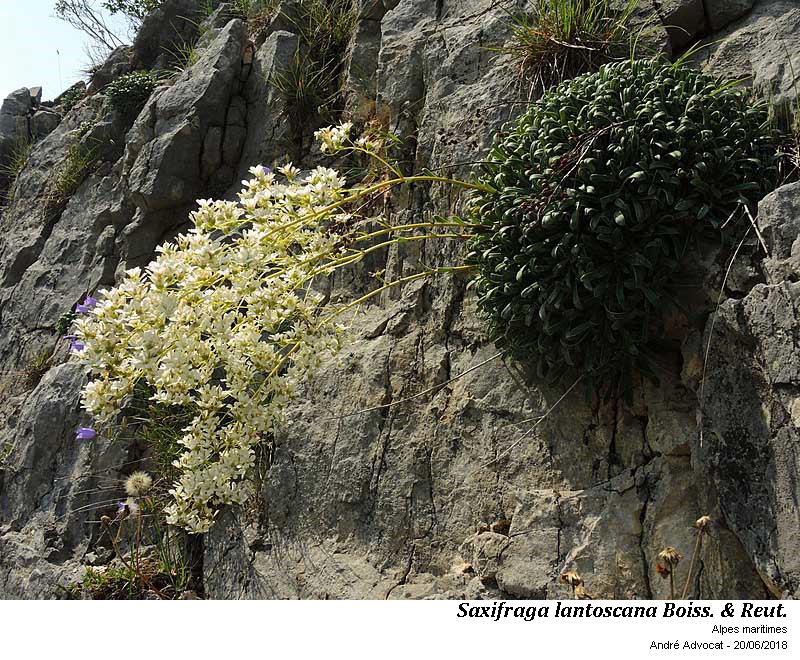 Saxifraga lantoscana Boiss.&Reut. #55334