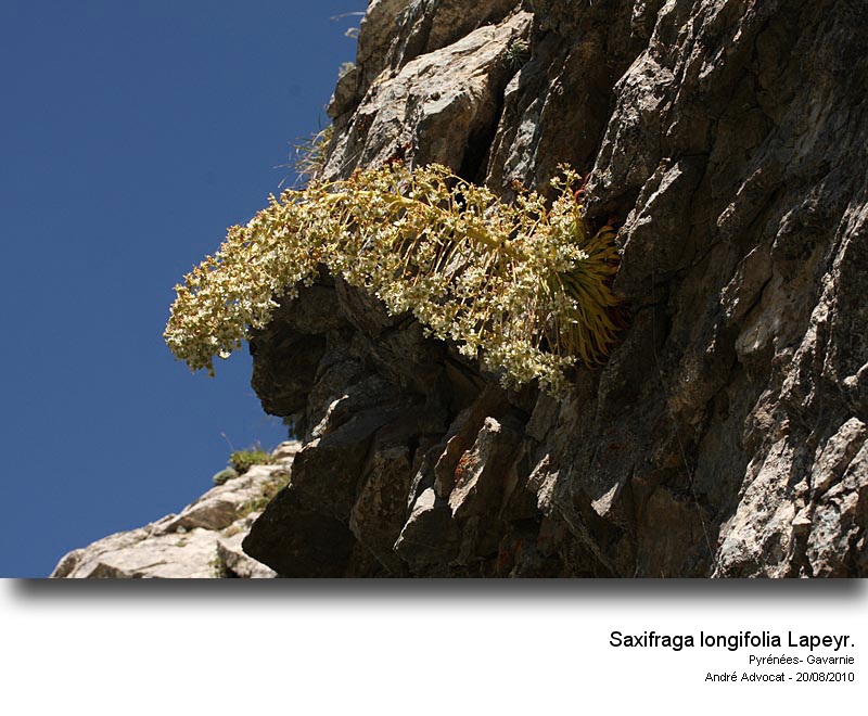 Saxifraga longifolia Lapeyr. #18428