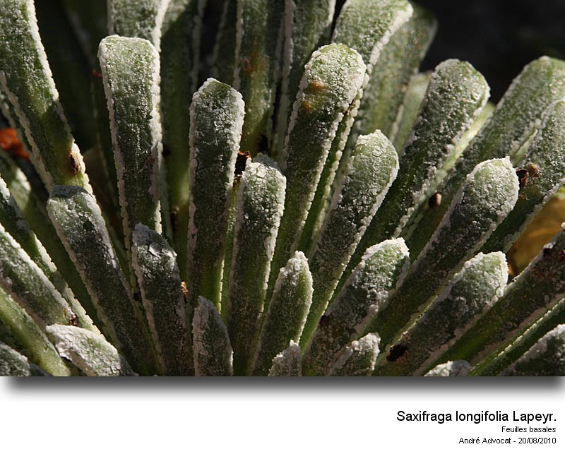 Saxifraga longifolia Lapeyr. #18430