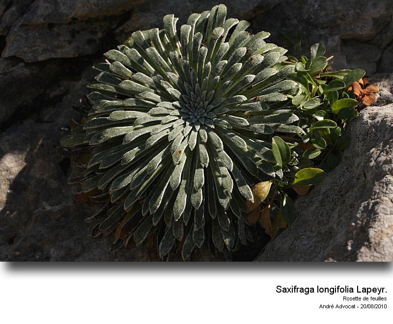 Saxifraga longifolia Lapeyr. #18429