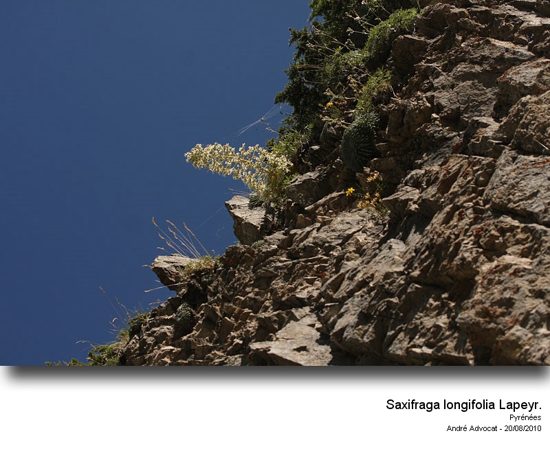 Saxifraga longifolia Lapeyr. #18427