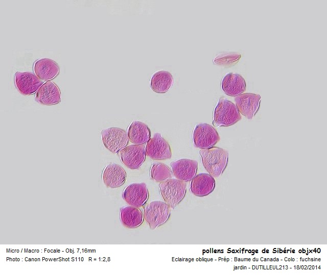 SAXIFRAGA SIBIRICA - SAXIFRAGE DE SIBERIE #36413