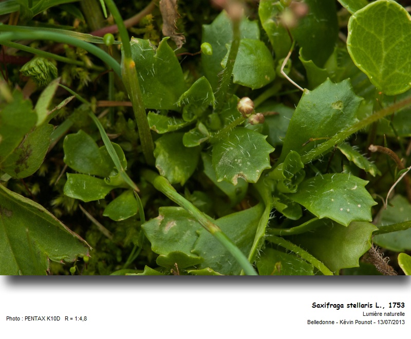 Saxifraga stellaris L. #32733