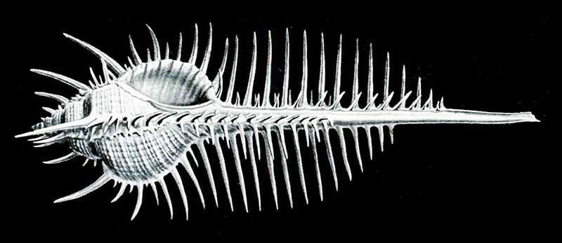 Scandix pecten-veneris #44399