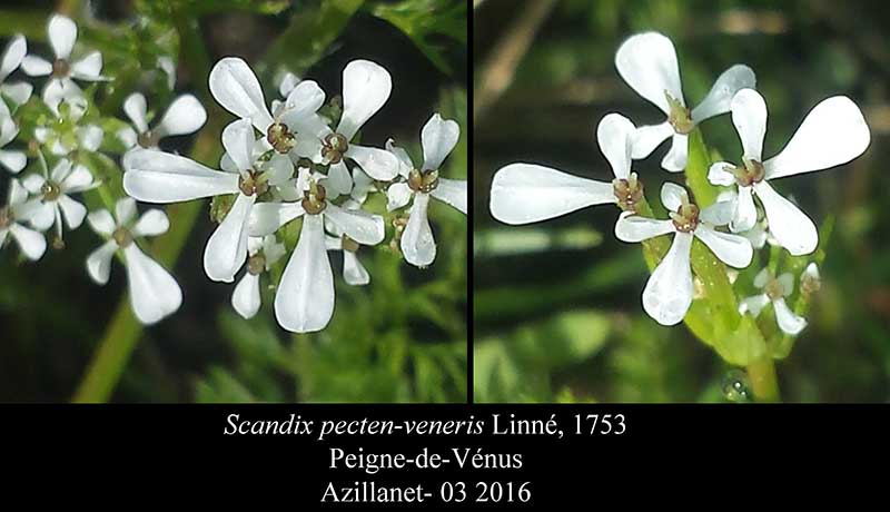 Scandix pecten-veneris #44396