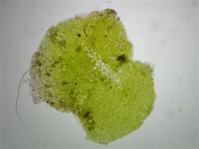 Scapania aequiloba (Schwagr.) Dumort. #61890
