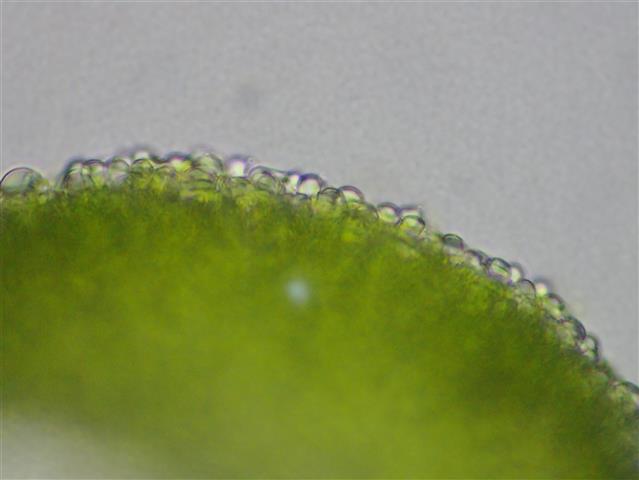 Scapania aequiloba (Schwagr.) Dumort. #61893
