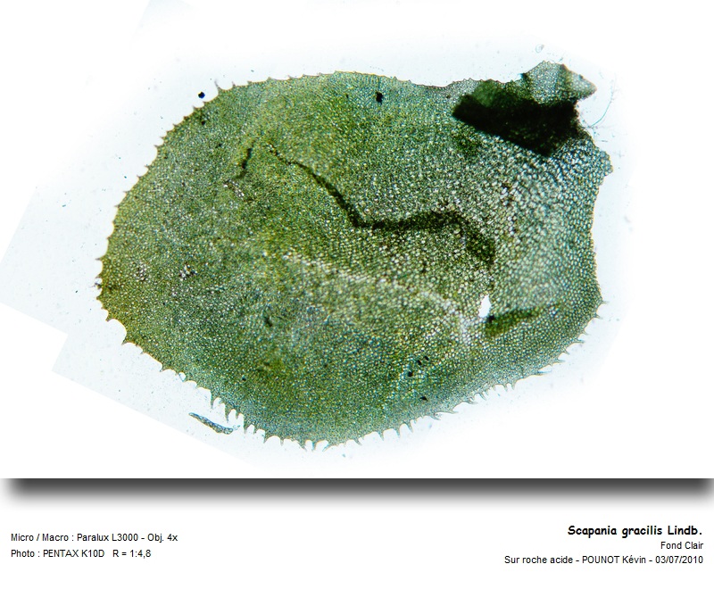 Scapania gracilis Lindb. #16907