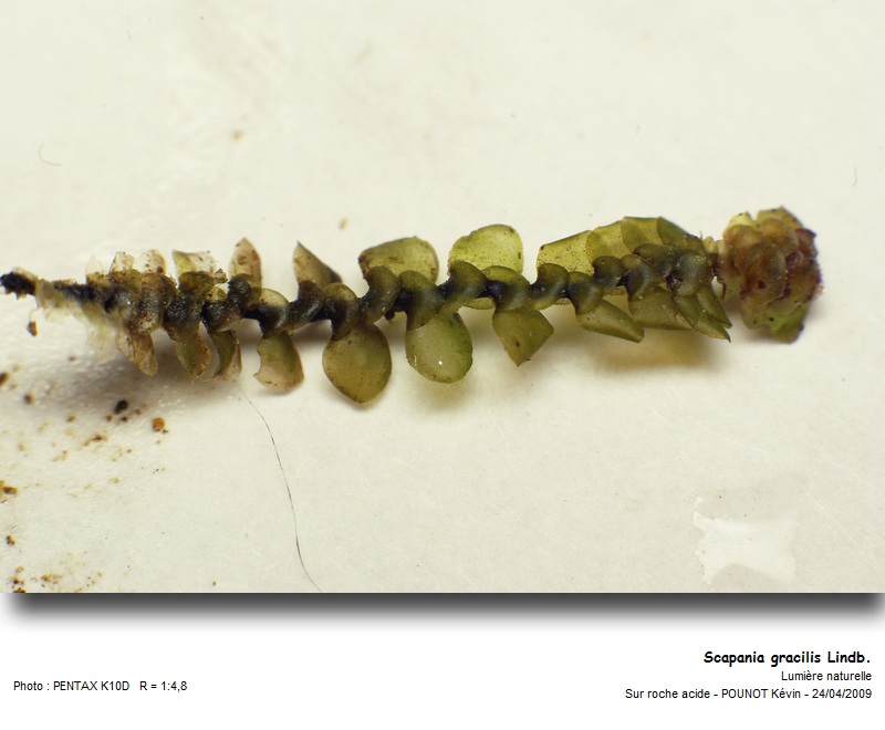 Scapania gracilis Lindb. #16906