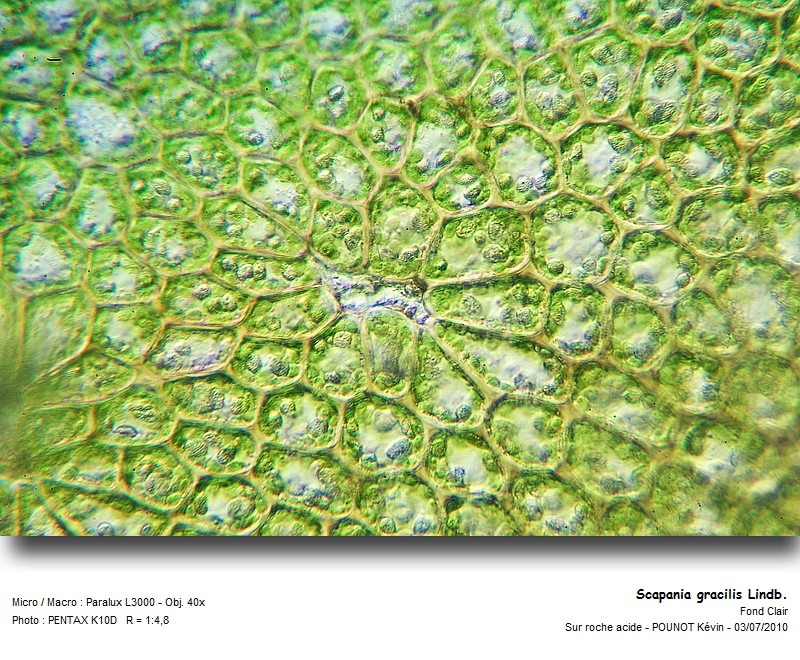 Scapania gracilis Lindb. #16909