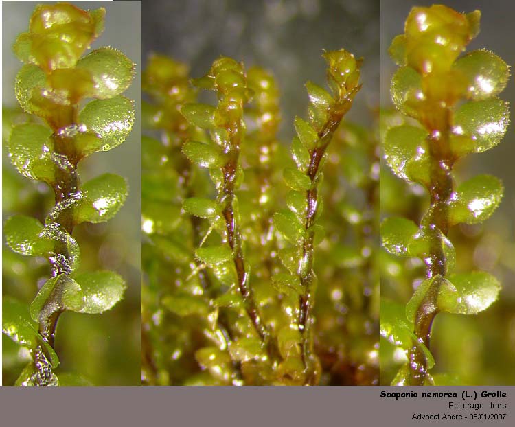 Scapania nemorea (L.) Grolle #10137