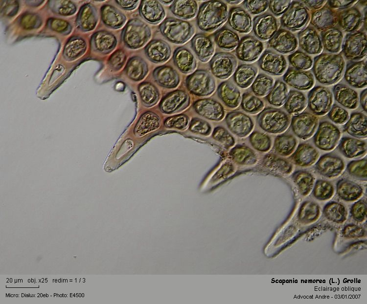 Scapania nemorea (L.) Grolle #10139