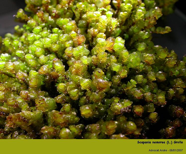 Scapania nemorea (L.) Grolle #10136