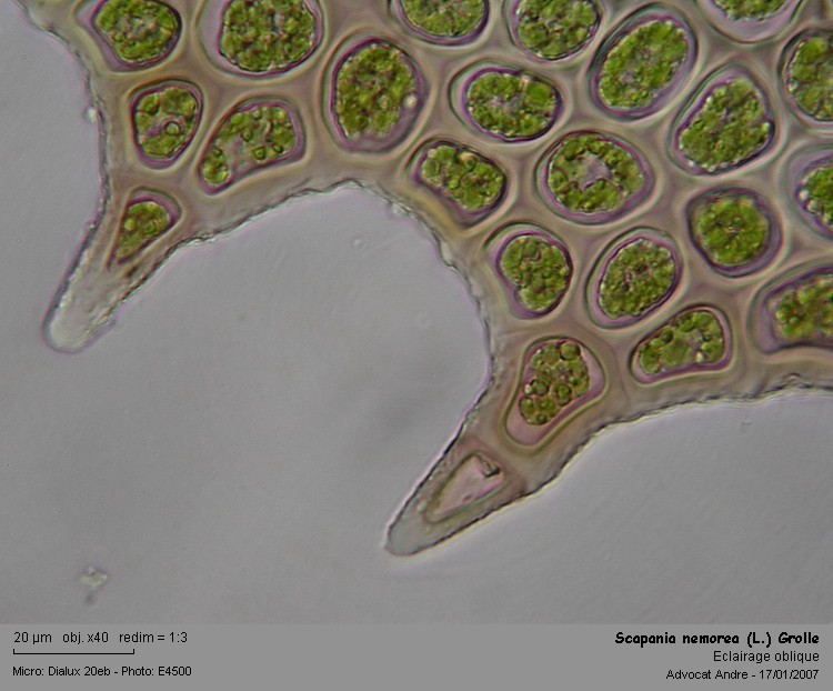 Scapania nemorea (L.) Grolle #10140