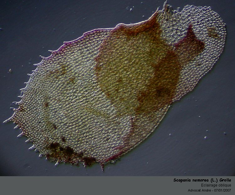 Scapania nemorea (L.) Grolle #10138