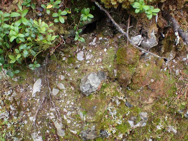 Scapania umbrosa (Schrad.) Dumort. #61833